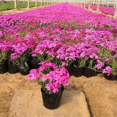 芝櫻花觀賞與種植基地全攻略 行情、價格與蔬菜種植結合之道