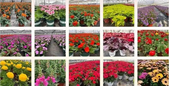2022年國家農民合作社示范社名單揭曉，青浦蔬菜種植合作社成功入選